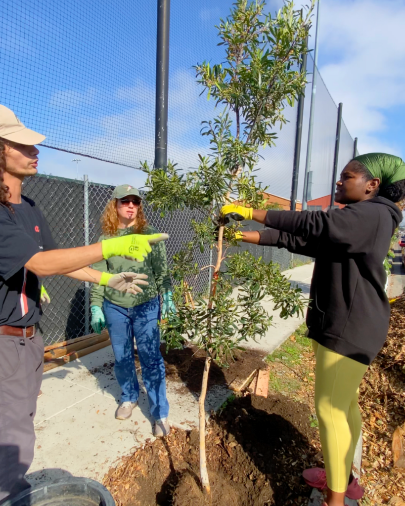 Volunteers plant trees across West Oakland