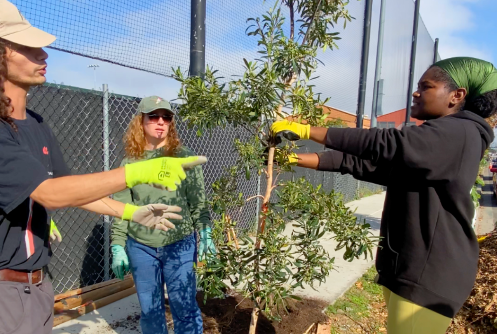 Two people plant a young tree at the sidewalk